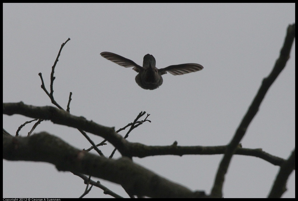 0715-161911-02.jpg - Anna's Hummingbird