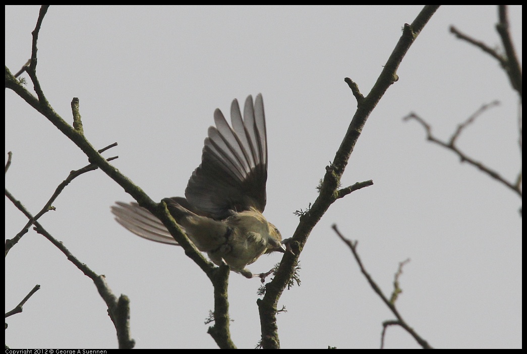 0715-161925-05.jpg - Lesser Goldfinch