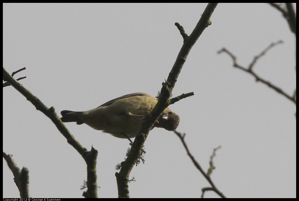 0715-161928-01.jpg - Lesser Goldfinch