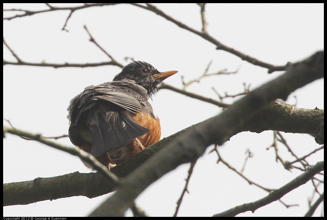 0715-161934-04.jpg - American Robin