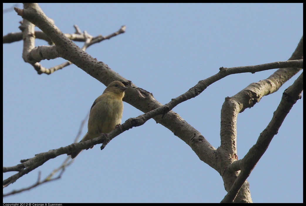 0715-162020-03.jpg - Lesser Goldfinch