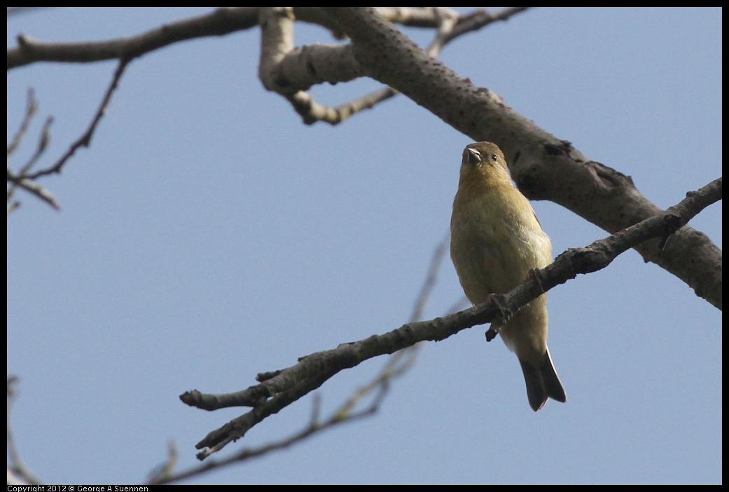 0715-162022-01.jpg - Lesser Goldfinch