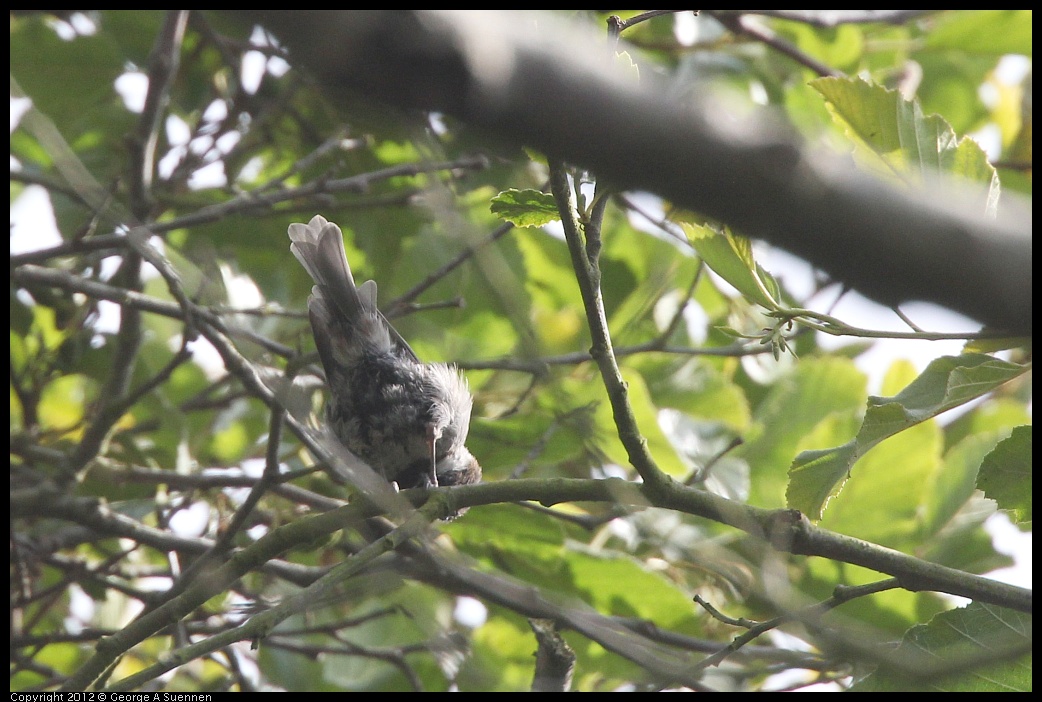 0715-162211-02.jpg - Chestnut-backed Chickadee