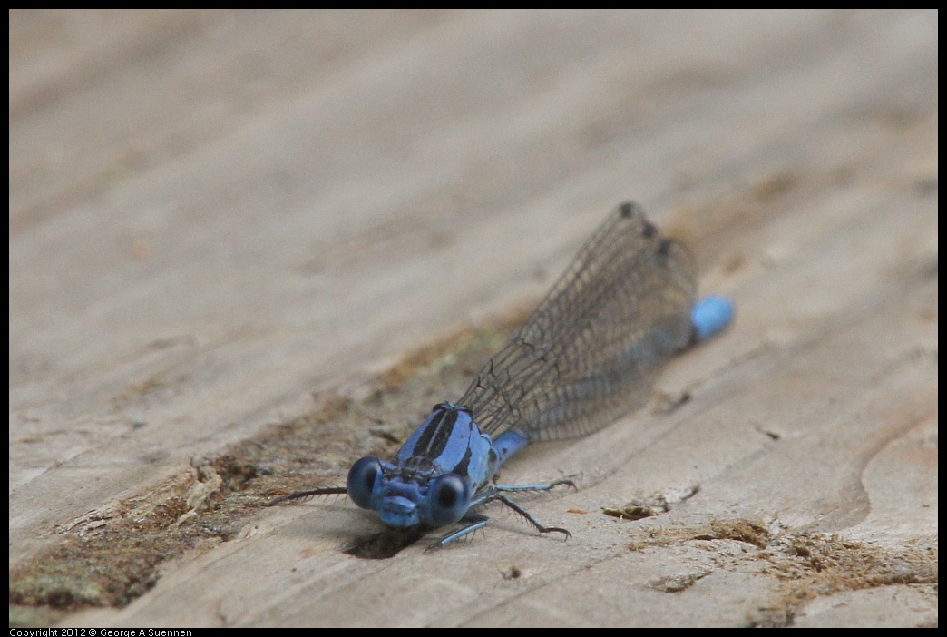 0715-163559-03.jpg - Blue Damselfly