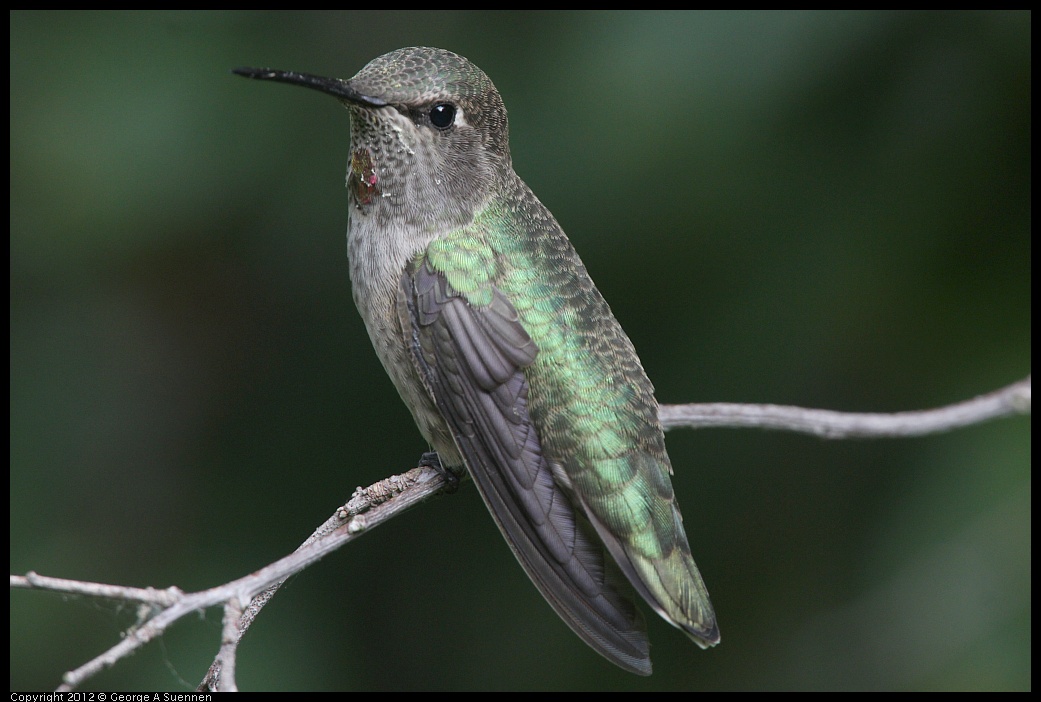 0715-163713-03.jpg - Anna's Hummingbird