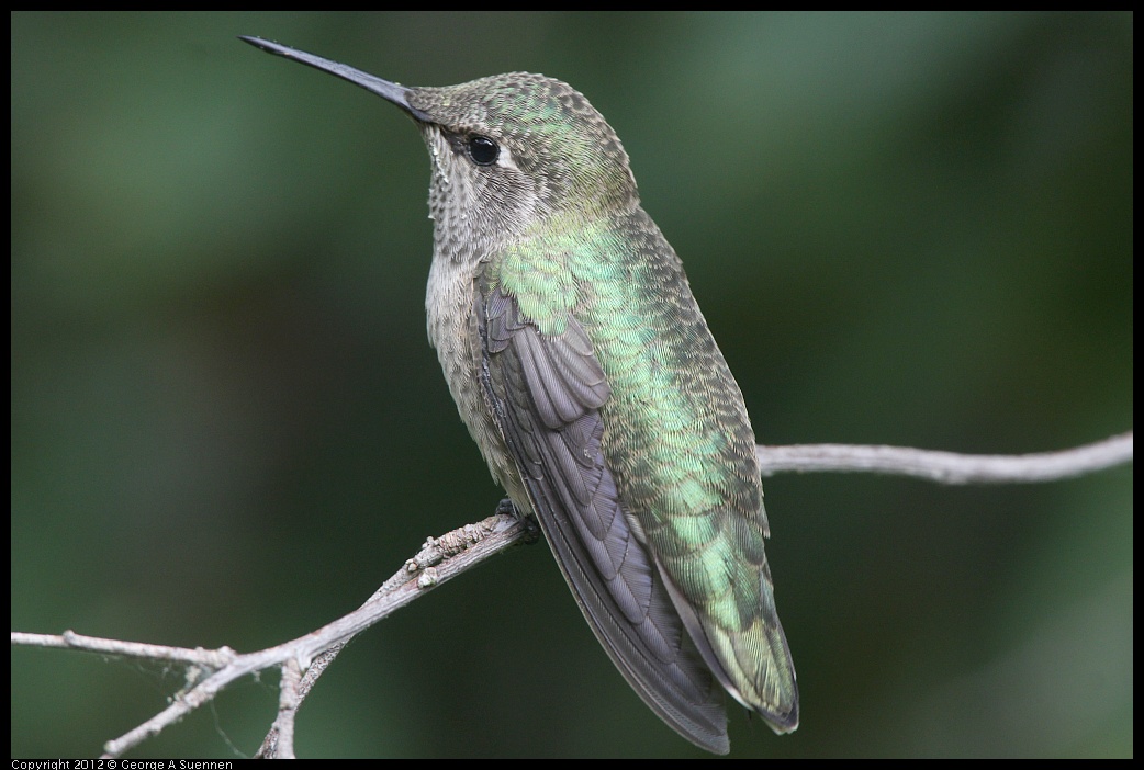 0715-163715-01.jpg - Anna's Hummingbird