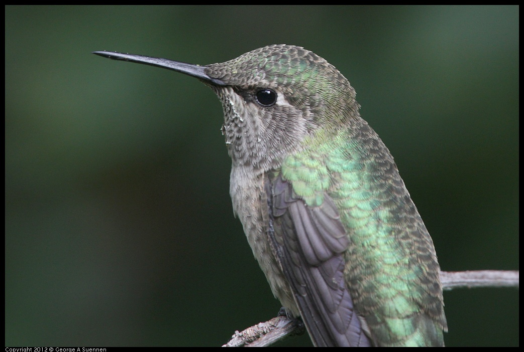 0715-163717-02.jpg - Anna's Hummingbird