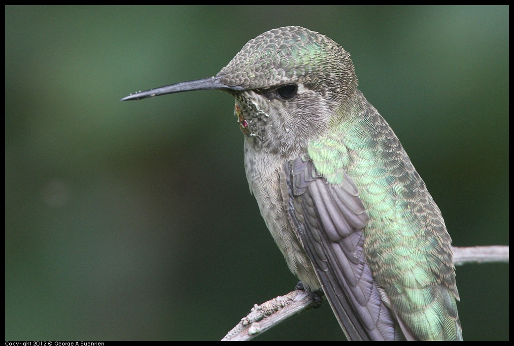 0715-163718-02.jpg - Anna's Hummingbird