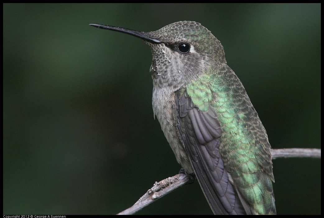 0715-163719-01.jpg - Anna's Hummingbird