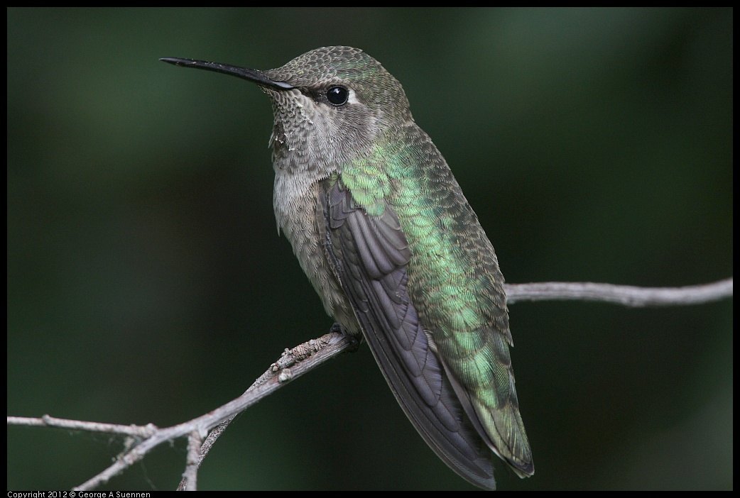 0715-163722-02.jpg - Anna's Hummingbird