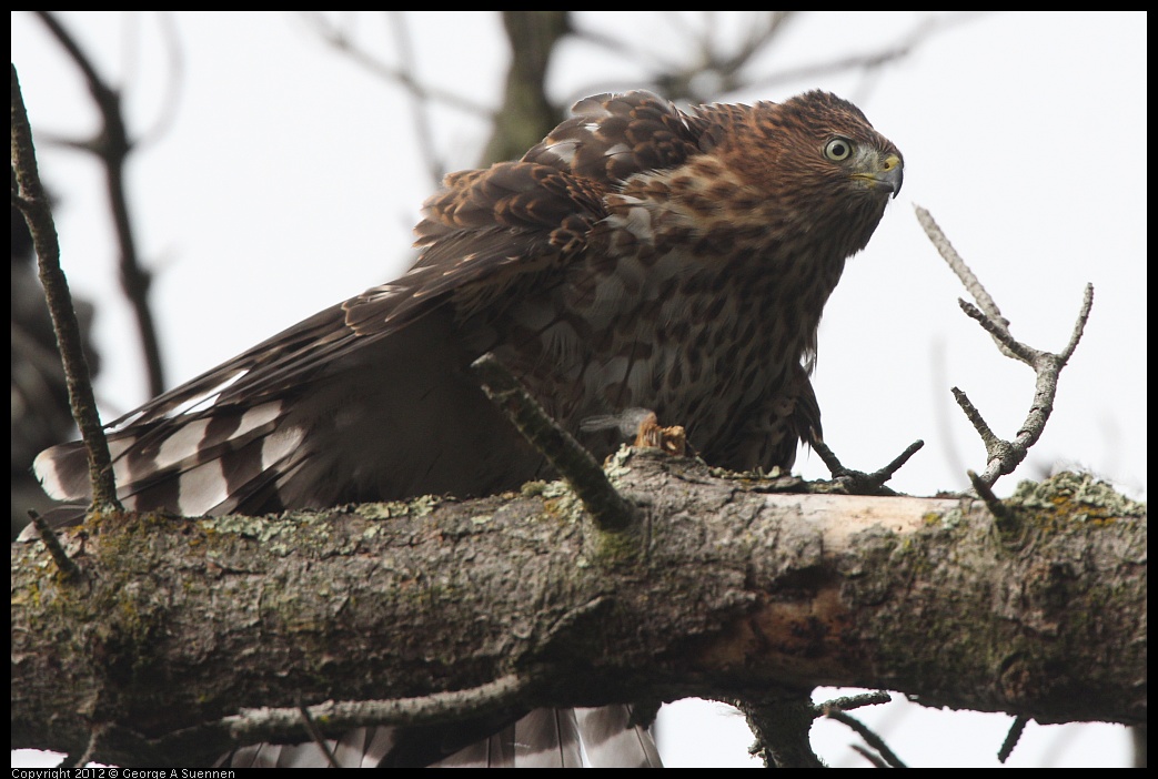 0715-165349-03.jpg - Cooper's Hawk Juvenile