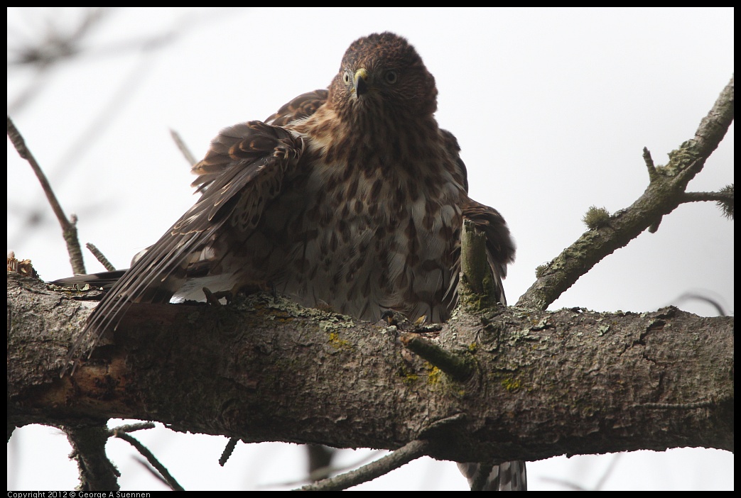 0715-165355-01.jpg - Cooper's Hawk Juvenile