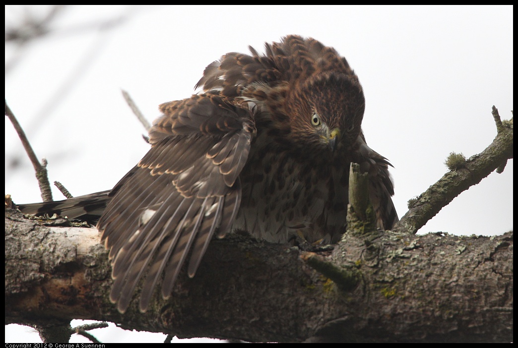 0715-165355-03.jpg - Cooper's Hawk Juvenile