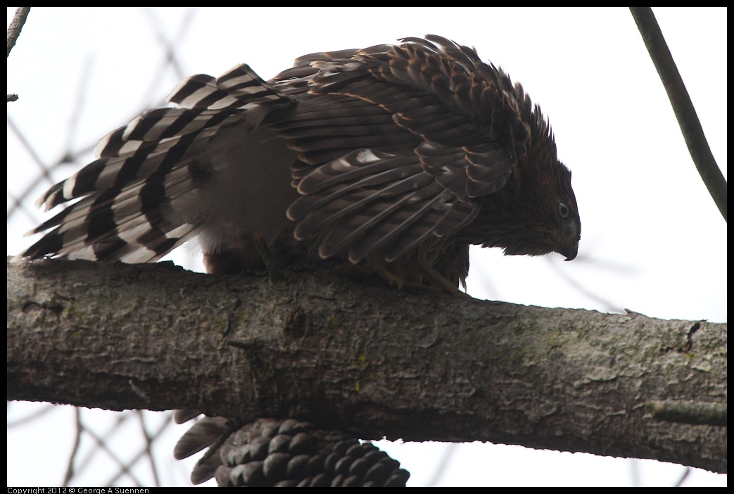 0715-165434-01.jpg - Cooper's Hawk Juvenile