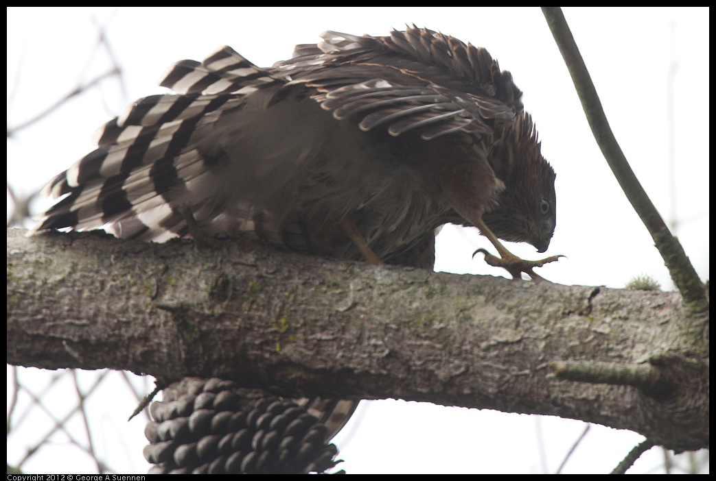 0715-165435-01.jpg - Cooper's Hawk Juvenile