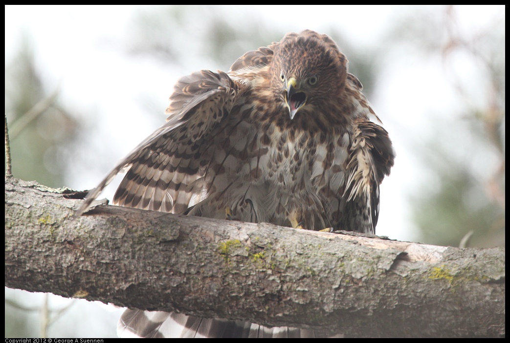 0715-165438-02.jpg - Cooper's Hawk Juvenile