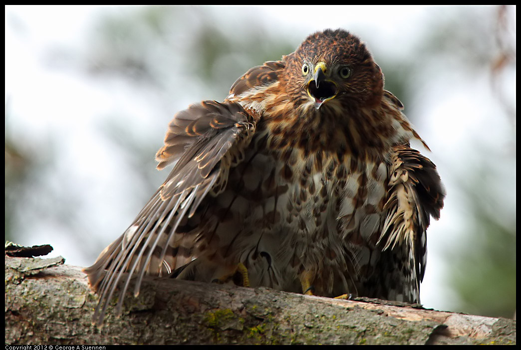 0715-165439-01.jpg - Cooper's Hawk Juvenile