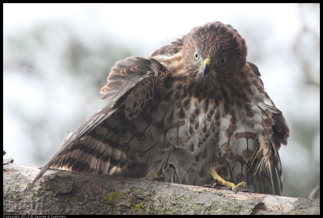 0715-165440-03.jpg - Cooper's Hawk Juvenile