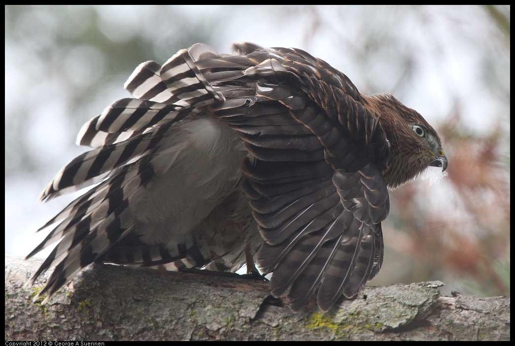 0715-165514-01.jpg - Cooper's Hawk Juvenile