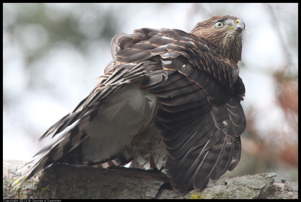 0715-165515-02.jpg - Cooper's Hawk Juvenile