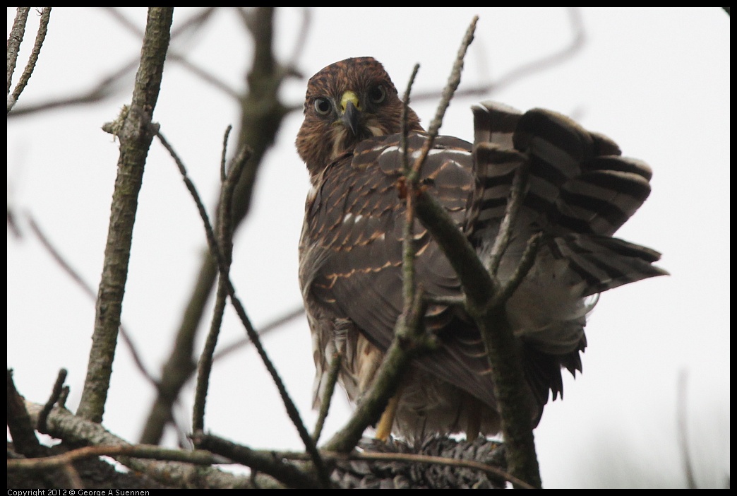 0715-165630-03.jpg - Cooper's Hawk Juvenile