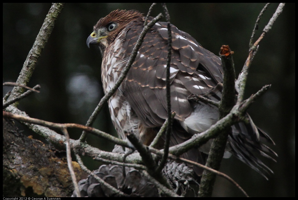 0715-165854-02.jpg - Cooper's Hawk Juvenile