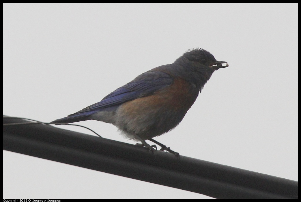 0715-170017-02.jpg - Western Bluebird