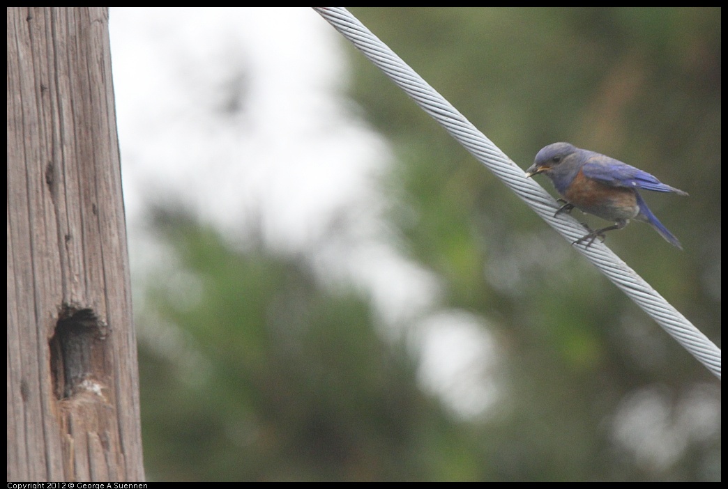 0715-170045-02.jpg - Western Bluebird