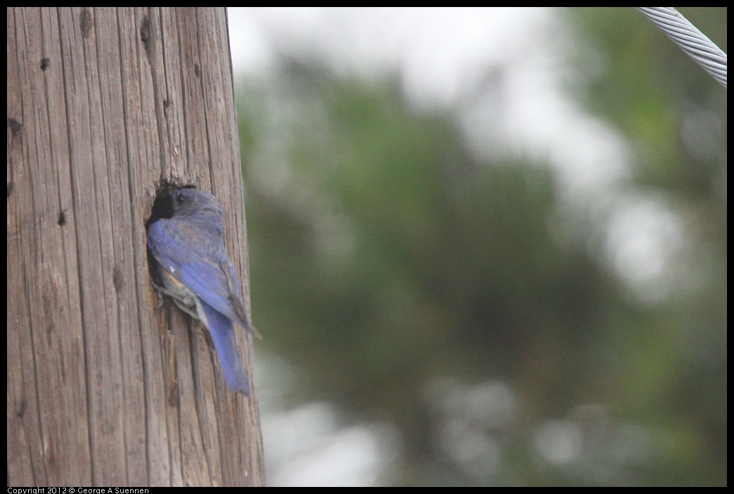 0715-170046-03.jpg - Western Bluebird