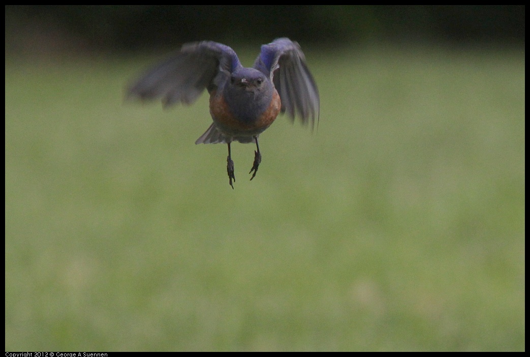 0715-170251-01.jpg - Western Bluebird