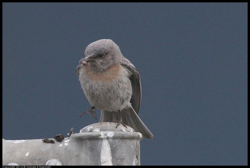 0715-170304-02.jpg - Western Bluebird