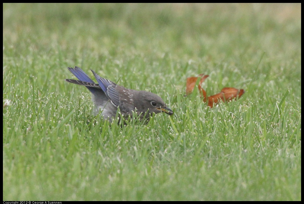 0715-170401-02.jpg - Western Bluebird