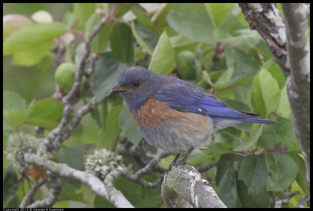 0715-170429-01.jpg - Western Bluebird