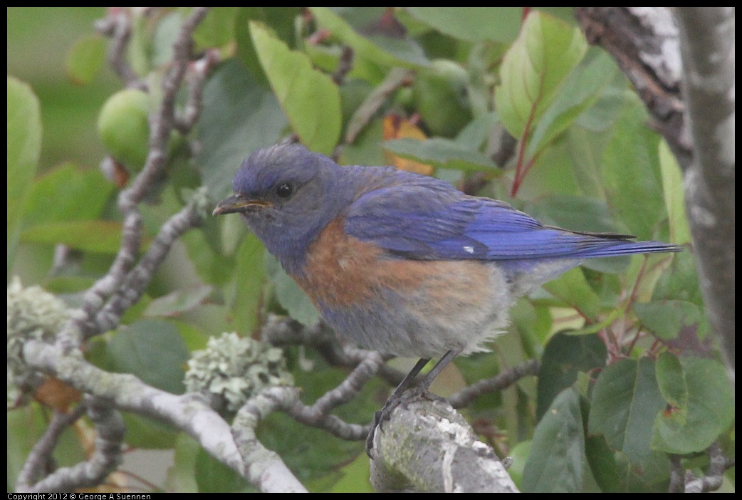 0715-170431-03.jpg - Western Bluebird