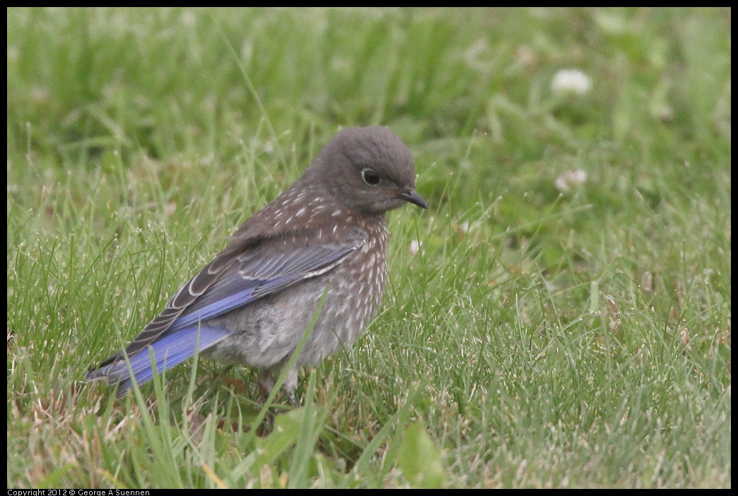 0715-170506-02.jpg - Western Bluebird