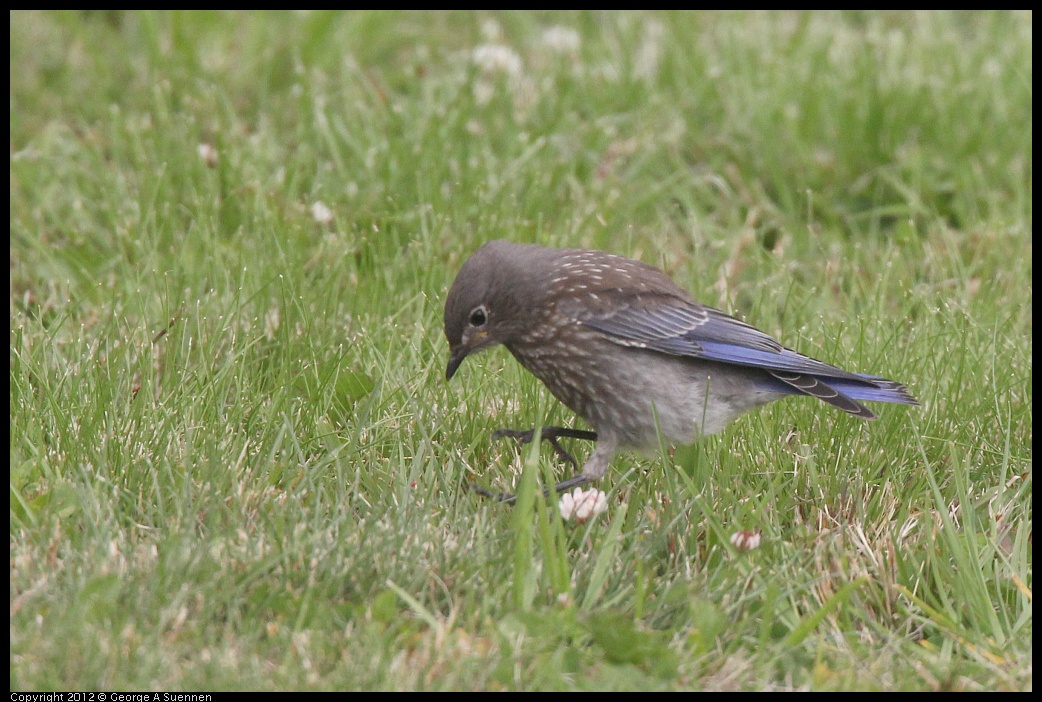 0715-170516-01.jpg - Western Bluebird