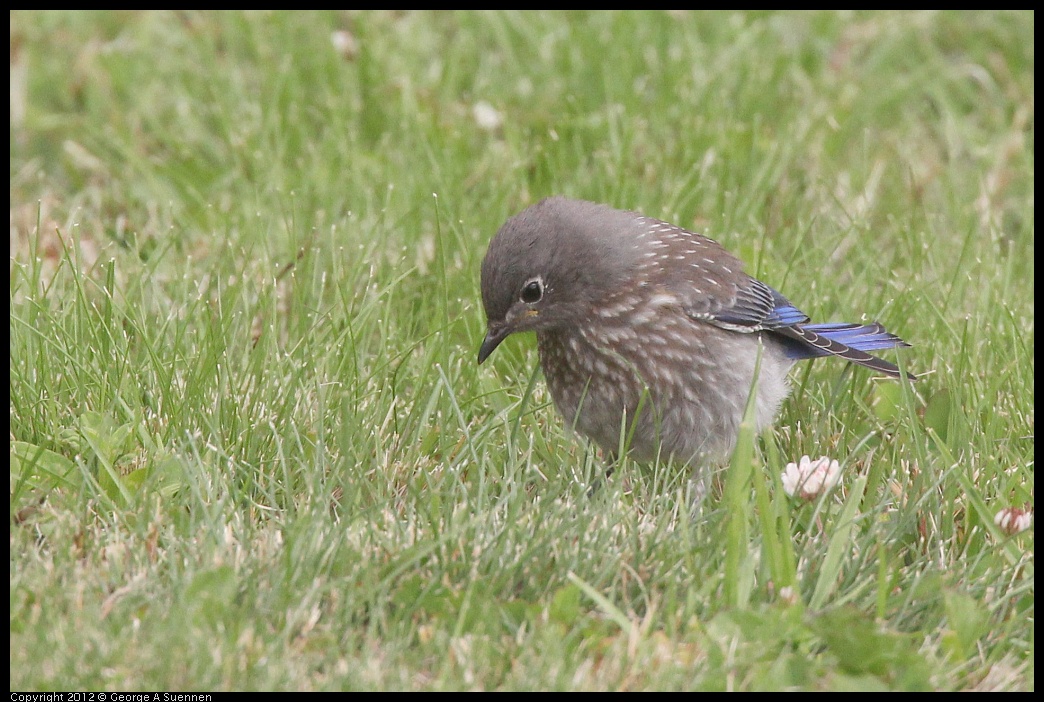 0715-170519-04.jpg - Western Bluebird