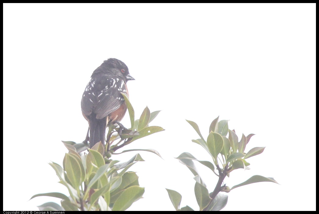 0715-170550-01.jpg - Spotted Towhee