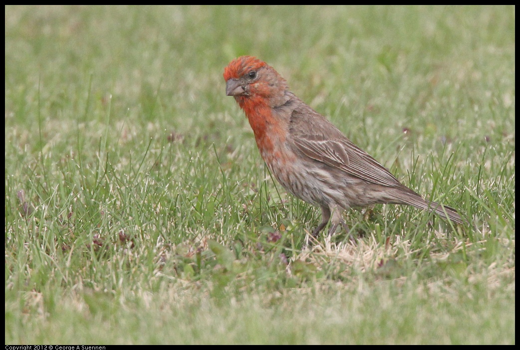 0715-170602-04.jpg - House Finch