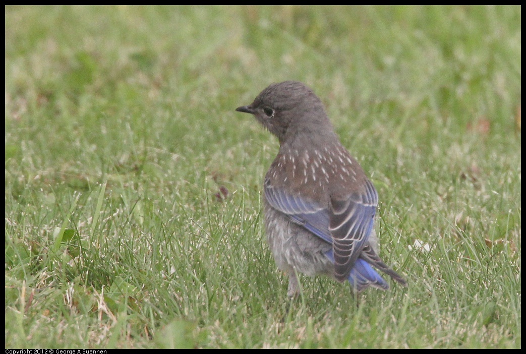 0715-170609-01.jpg - Western Bluebird