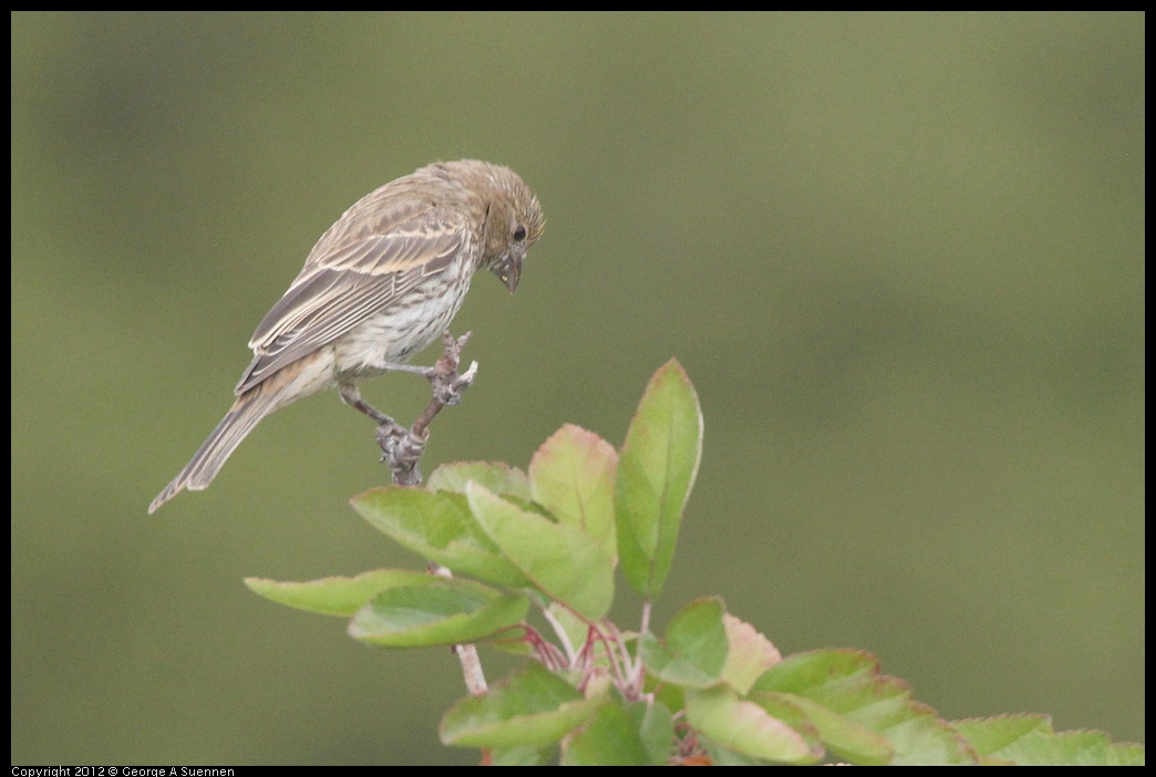 0715-170653-01.jpg - House Finch