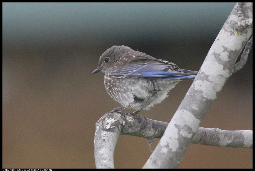 0715-170728-01.jpg - Western Bluebird