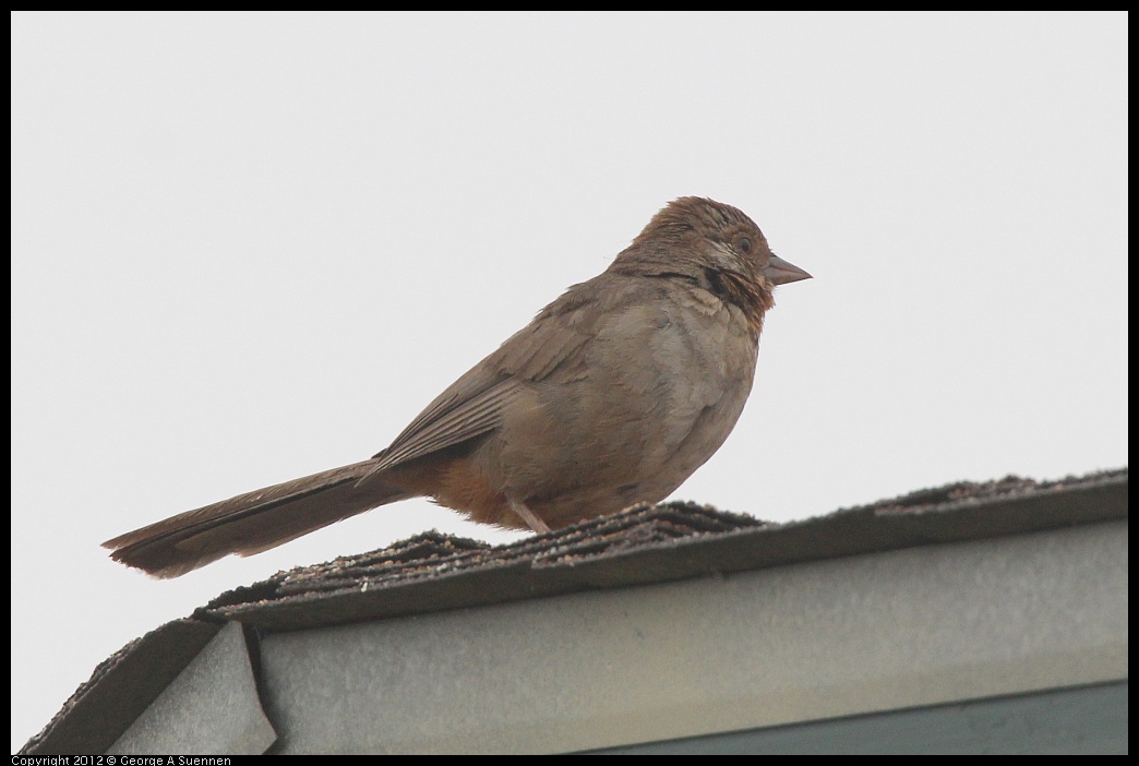 0715-170901-01.jpg - California Towhee