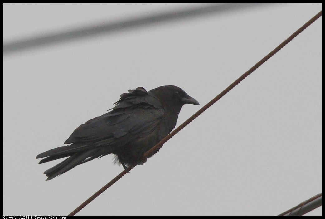 0715-170952-01.jpg - American Crow