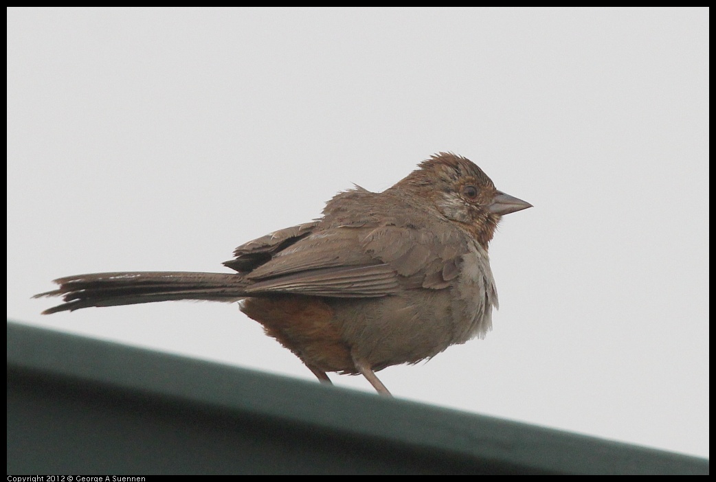 0715-171006-01.jpg - California Towhee