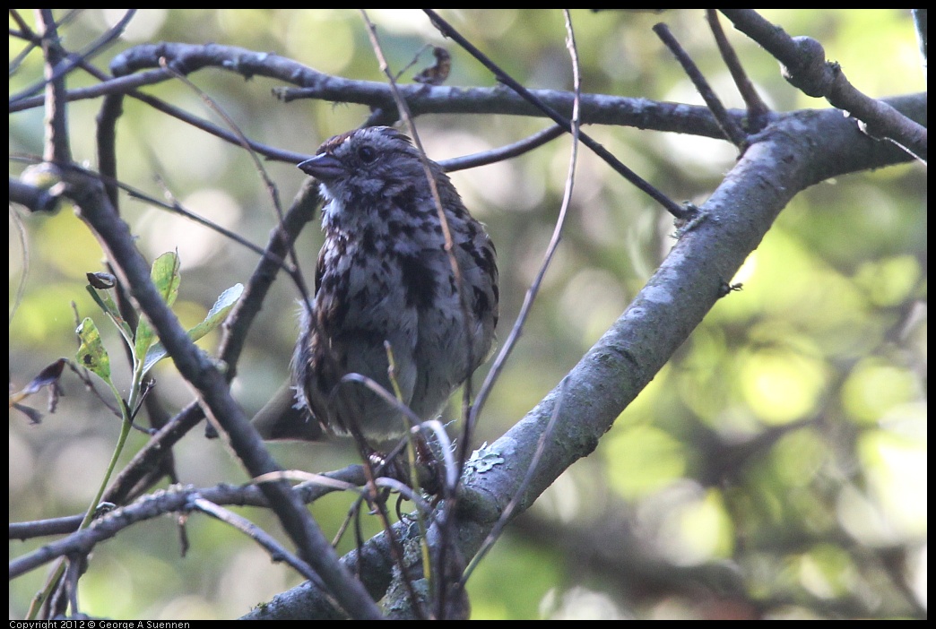 0718-173700-02.jpg - Song Sparrow (?) Juvenile