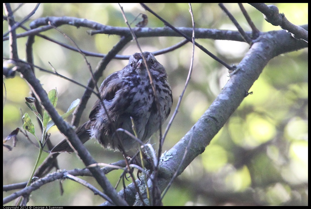 0718-173710-01.jpg - Song Sparrow (?) Juvenile