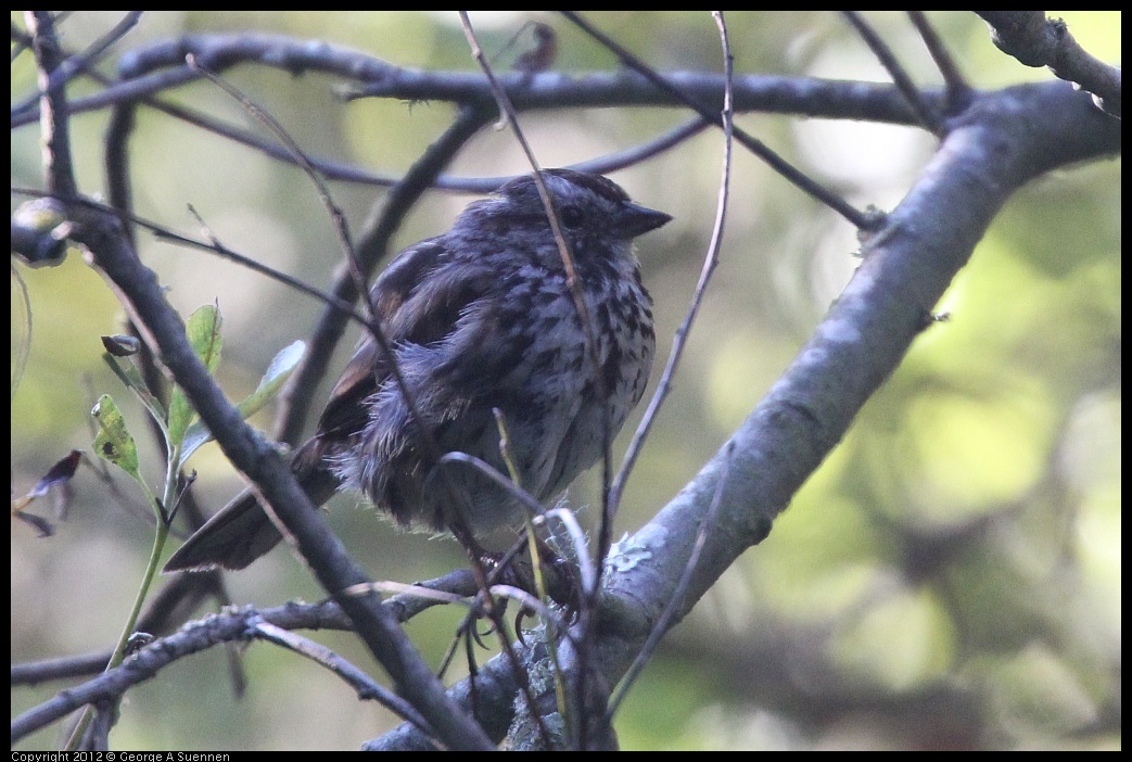 0718-173718-02.jpg - Song Sparrow (?) Juvenile