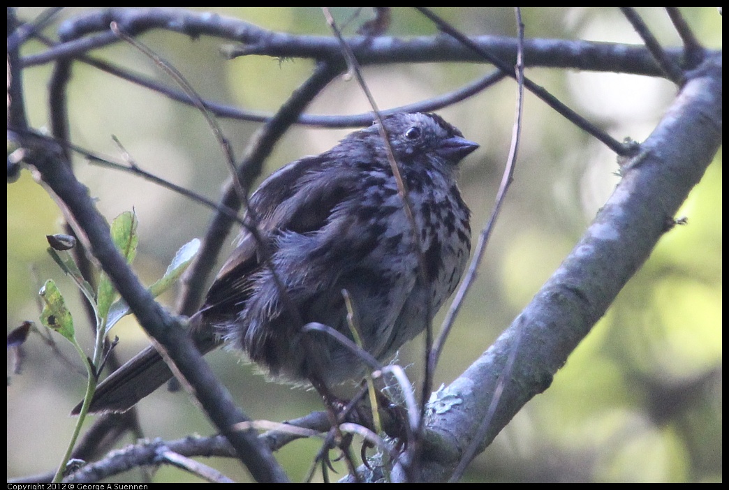 0718-173720-02.jpg - Song Sparrow (?) Juvenile