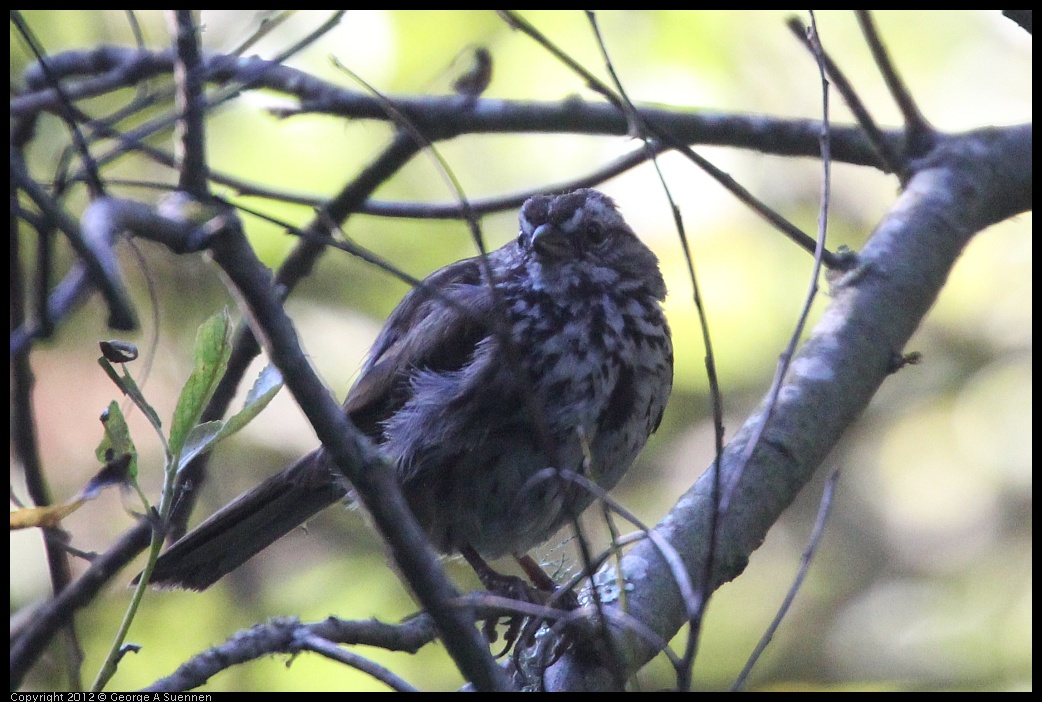 0718-173745-01.jpg - Song Sparrow (?) Juvenile